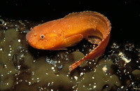 Liparis montagui, Montagu's sea snail: