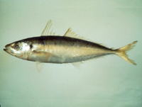 Decapterus maruadsi, Japanese scad: fisheries