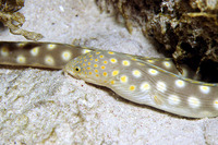 Myrichthys breviceps, Sharptail eel: