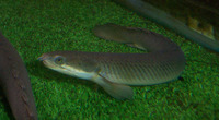 Polypterus senegalus senegalus, Gray bichir: fisheries