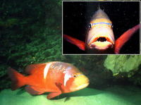 Chrysoblephus laticeps, Roman seabream: fisheries, gamefish, aquarium