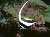 Heniochus acuminatus, Pennant coralfish: fisheries, aquarium