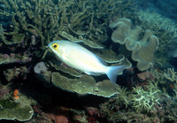 Scolopsis ciliata, Saw-jawed monocle bream: fisheries