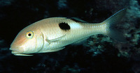 Parupeneus pleurostigma, Sidespot goatfish: fisheries, gamefish, aquarium