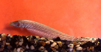 Gymnotus carapo, Banded knifefish: aquarium
