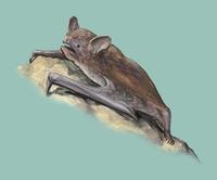 Image of: Murina suilla (brown tube-nosed bat)