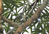 Forest Elaenia - Myiopagis gaimardii