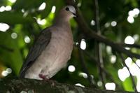 Grey-fronted  dove   -   Leptotila  rufaxilla   -   Tortora  frontegrigia