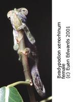 Strange-nosed Chameleon (Kinyongia xenorhinum)
