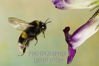 Large earth bumble bee ( Bombus terrestris ) stock photo
