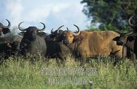 Herd of buffalo ( Syncerus caffer ) , Murchison Falls National Park , Uganda stock photo