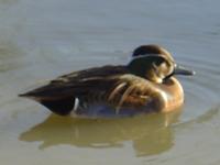 BIAKAL TEAL