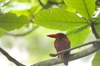 Halcyon coromanda Ruddy kingfisher