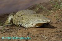 Crocodylus niloticus ssp