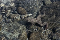 : Barbourula busuangensis; Philippine Flat-headed Frog