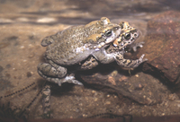 : Bufo pseudoraddei baturae; Batura Toad