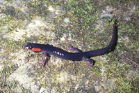 : Plethodon jordani; Jordan's Salamander