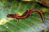 : Plethodon vandykei; Van Dyke's Salamander