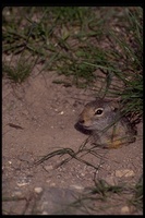 : Spermophilus columbianus; Columbian Ground Squirrel