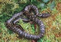 : Atractus sp.