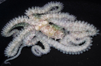 : Octopodidae