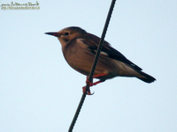 Fig. 02 Silky Starling(Red-Billed Starling)