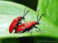 Lilioceris lilii - Lily Beetle