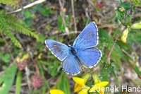 Polyommatus bellargus - Adonis Blue