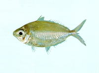Pentaprion longimanus, Longfin mojarra: fisheries