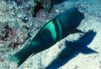 Coris aygula, Clown coris: fisheries, gamefish, aquarium
