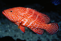 Cephalopholis miniata, Coral hind: fisheries, gamefish, aquarium