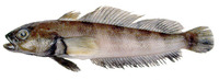 Patagonotothen ramsayi, Cod icefish: fisheries