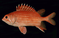 Sargocentron dorsomaculatum, Spotfin squirrelfish: