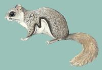 Image of: Glaucomys volans (southern flying squirrel)