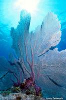 Gorgonia ventalina - common sea fan