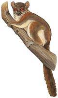 Image of: Lepilemur microdon (small-toothed sportive lemur)