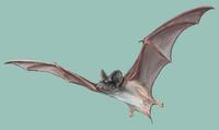 Image of: Tadarida brasiliensis (Brazilian free-tailed bat)
