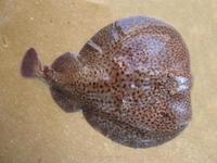 Torpedo marmorata - Common Crampfish