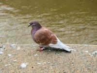 Image of: Columba livia (common pigeon)