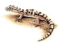 Image of: Coleonyx variegatus (western banded gecko)