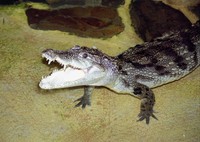 Crocodylus palustris - Marsh Crocodile