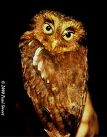 Mountain Scops Owl - Otus spilocephalus
