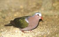 Emerald Dove (Chalcophaps indica) photo