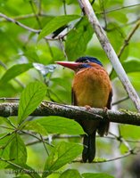 Blue-capped Kingfisher - Actenoides hombroni