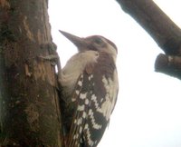 Syrian Woodpecker - Dendrocopos syriacus