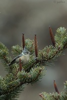 Gray-crested Tit - Lophophanes dichrous