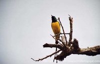 Pygmy Sunbird - Hedydipna platura