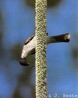 Noisy Friarbird - Philemon corniculatus