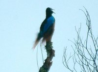 Blue Bird-of-paradise - Paradisaea rudolphi