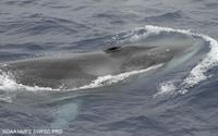 fin whale surfacing